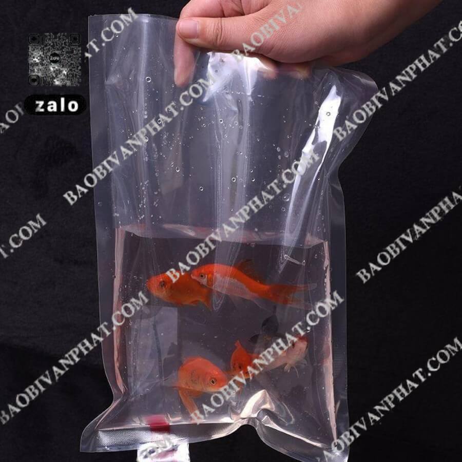 Cận cảnh túi oxy đựng cá vàng bơi lội bên trong